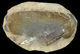 Fossil Neuropteris Seed Fern (Pos/Neg) - Mazon Creek #89925-1